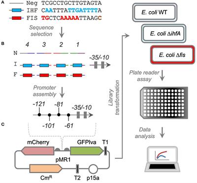 Unraveling the Complex Interplay of Fis and IHF Through Synthetic Promoter Engineering